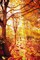 200 PCS Artificial Fall Leaves – 3.15” Maple Leaves in Assorted Autumn Colors for Halloween, Thanksgiving, Wedding, Party, Home & Craft Decorations